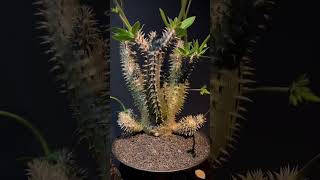 Pachypodium Brevicaule  SUCCULENTZONECOM [upl. by Azriel399]