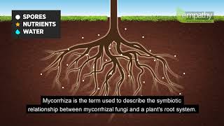 Mycorrhizal Fungi Animation [upl. by Ecyned]