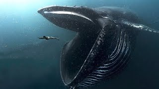 10 BIGGEST Ocean Creatures In The World [upl. by Fisoi161]