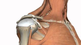 Shoulder Joint  Glenohumeral Joint  3D Anatomy Tutorial [upl. by Aliza]