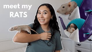 MEET MY PET RATS rat update  fancy rat care for beginners [upl. by Gittel278]