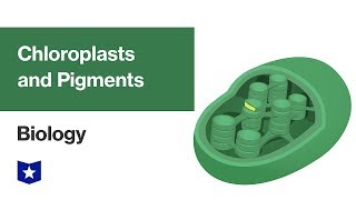 Chloroplasts and Pigments  Biology [upl. by Thisbe]