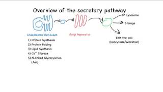 Overview of the secretory pathway [upl. by Payson370]