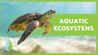 AQUATIC ECOSYSTEMS 🏝️🐠 Characteristics TYPES and Examples [upl. by Samoht]