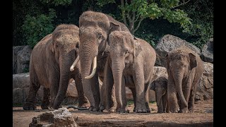 VLOG The secret life of an elephant zookeeper at Chester Zoo 🐘 [upl. by Levenson]