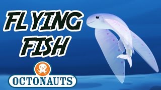 Octonauts  Flying Fish  Sea Missions with the Octonauts [upl. by Nefen]