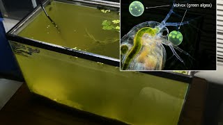 Raising Daphnia for the Freshwater Aquarium [upl. by Aldarcie]