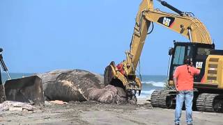 Raw Video Workers cut up beached whale for disposal [upl. by Kerrill]