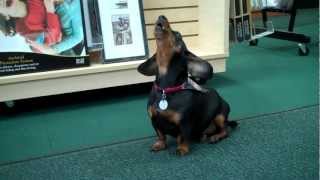 Henry the Dachshund Crying for Mommy [upl. by Azila]