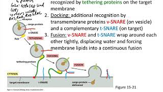 Protein transport—vesicle tethering docking fusion [upl. by Hecker]