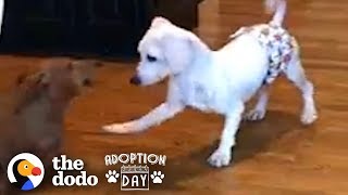 This Puppy Mill Dog Is Finally About To Get A Family  The Dodo Adoption Day [upl. by Novets]