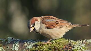 chants  cris du moineau domestique HD songs calls house sparrow [upl. by Lucius]