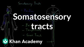 Somatosensory tracts  Organ Systems  MCAT  Khan Academy [upl. by Enytsirhc682]