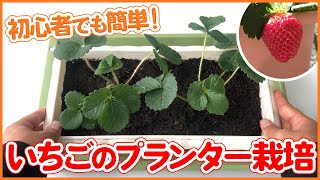 【プランター栽培】初心者でも簡単！いちごのプランター栽培 〜植え方・育て方〜【シェア畑】 [upl. by Brandice50]