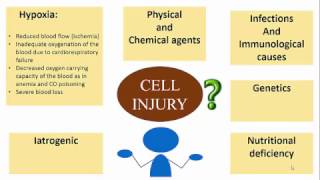 CELL INJURY ETIOPATHOGENESIS [upl. by Yrtnahc]