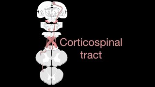 Corticospinal tract [upl. by Henryson]