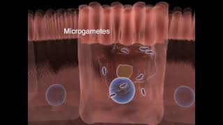 The life cycle of Toxoplasma gondii  Part 01 [upl. by Rhiamon]