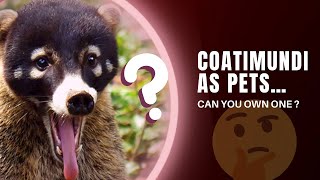 CAN YOU OWN COATIMUNDI AS PETS What It’s Like to Own One [upl. by Alikam]