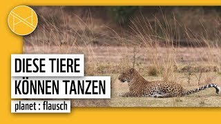 Die lustigsten tanzenden Tiere  WWF Deutschland [upl. by Einnep]