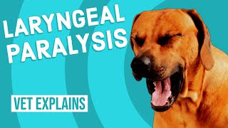 Laryngeal Paralysis in Dogs [upl. by Okihsoy]