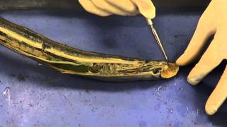 Lamprey Dissection 1 [upl. by Levine475]