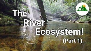 Ecosystems Episode 4 The River Ecosystem 12 [upl. by Leahcimal]