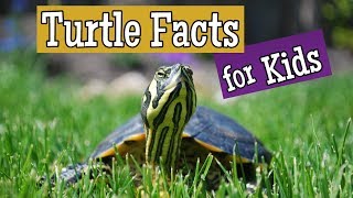 Turtle Facts for Kids [upl. by Darees]