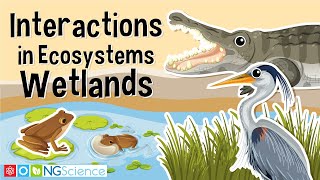 Interactions in Ecosystems – Wetlands [upl. by Nnylanna]