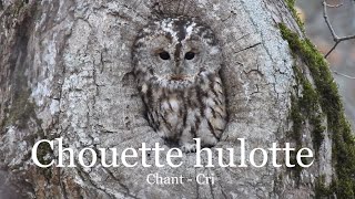 Chouette hulotte  chant et cri [upl. by Itsa]