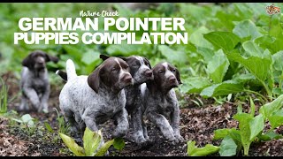 German Pointer Puppies Compilation [upl. by Eniawed]