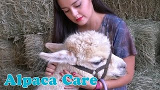 Alpaca Care [upl. by Mabelle]