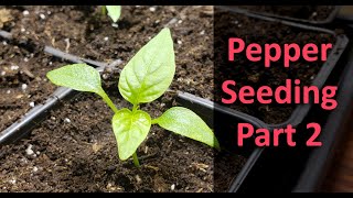 Starting Pepper Seeds Indoors Part 2 of 3 [upl. by Sinegra]