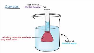 Diffusion amp Osmosis [upl. by Nereus]