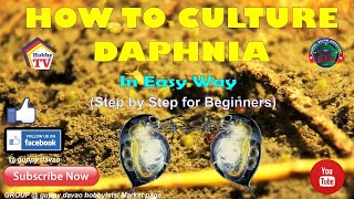 HOW TO CULTURE DAPHNIA In Easy Way [upl. by Gabriele]