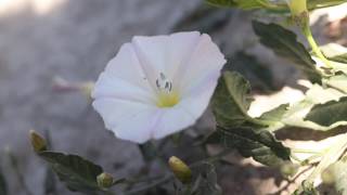 FIELD BINDWEED Convolvulus arvensis [upl. by Gael]