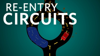 Cardiology Reentry Circuits cardiology ubcmedicine [upl. by Alyworth]