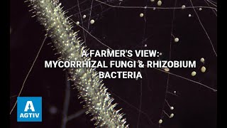 A Farmers View Mycorrhizal Fungi amp Rhizobium Bacteria [upl. by Neelhtakyram146]