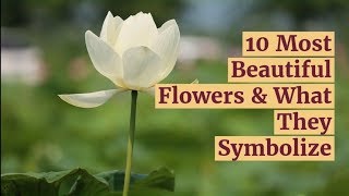 10 Most Beautiful Flowers amp What They Symbolize [upl. by Erodroeht530]