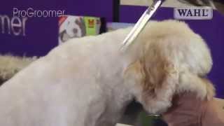 Grooming Guide  Cockapoo Pro Groomer [upl. by Dorothea]