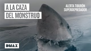 En busca del mayor superdepredador de las profundidades  Tiburones [upl. by Ayeki]