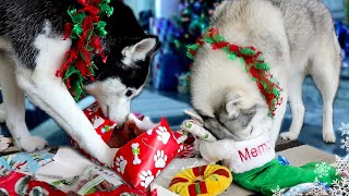 My Husky Opening Christmas Presents from Santa Paws [upl. by Barra]