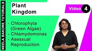 Plant Kingdom  NEET  Chlorophyta Green Algae  Chlamydomonas  Asesxual Reproduction  Dr Neela [upl. by Abehshtab]