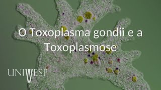 Parasitologia  Aula 05  O Toxoplasma gondii e a Toxoplasmose [upl. by Anicart339]