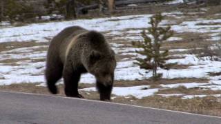 Grizzly Bear Encounters [upl. by Eneres]