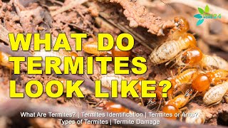 What Are Termites What Do Termites Look Like [upl. by Irv]