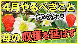 【家庭菜園のイチゴ】4月にやるべきこと管理方法と注意点【水やり温度管理ランナー取り病気と害虫対策】 [upl. by Ellivro]