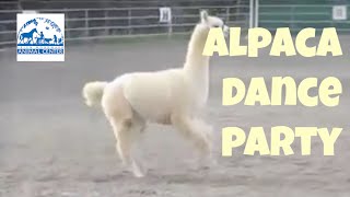 So Cute Alpaca Prancing [upl. by Ettedranreb]