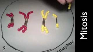 Mitosis and Meiosis Simulation [upl. by Isma]