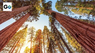 Sequoia amp Kings Canyon National Parks [upl. by Kaslik]