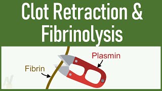 Clot Retraction amp Fibrinolysis [upl. by O'Gowan758]